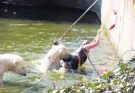 A 32-year-old woman who jumped into a polar bear enclosure at the Berlin Zoo was attacked by a polar bear